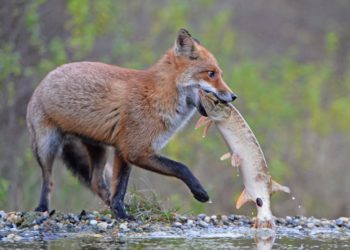 A vezetés és a tudásmenedzsment kölcsönös függése egymástól