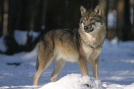 wolf-725388_640