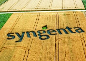 Hálózatok felhasználása a Syngentánál a TM fejlesztésben